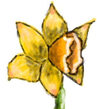 narcisa