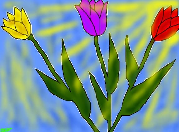 Tulips