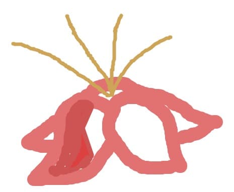 floare
