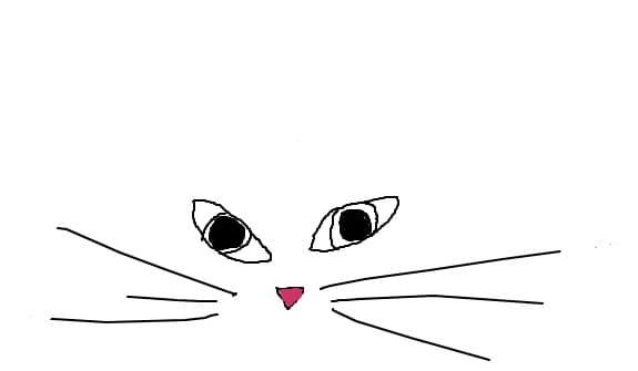 kitty kitty