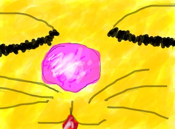meaw