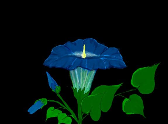 floarea diminetii
