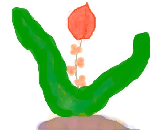 a flower for you