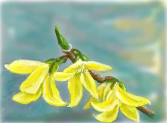 Forsythia inflorita-semn sigur de primavara