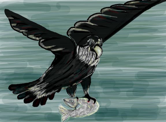 vultur barbos