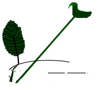 Trandafir albastru