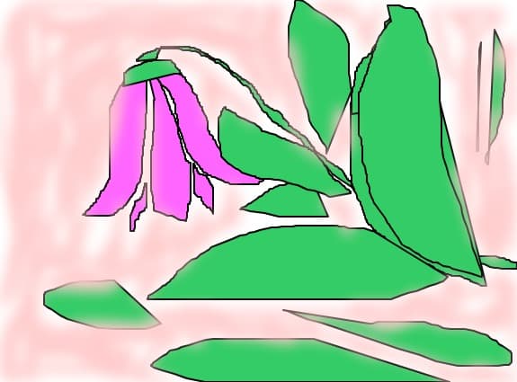 tulip