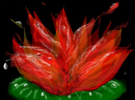 the red water lily