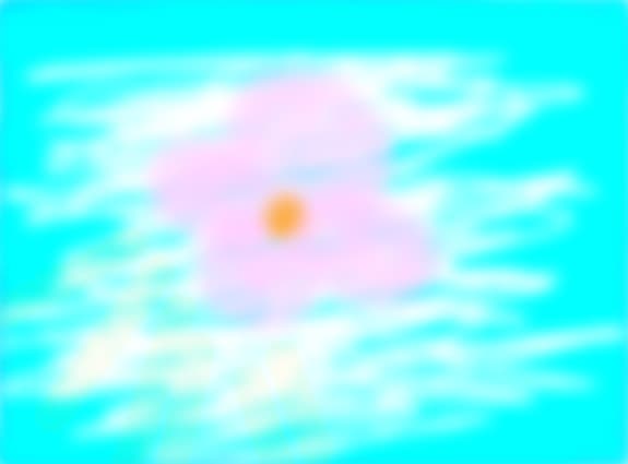o floare