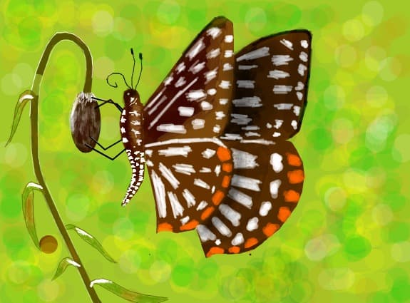 butterfly