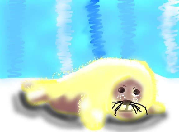 pui de foca