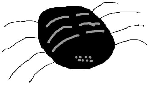 spider