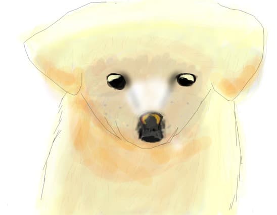 cutzu