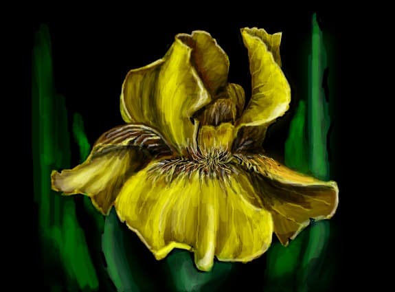 iris