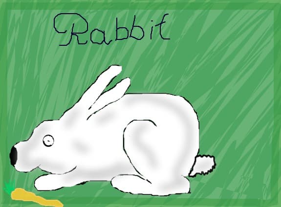 rabbit