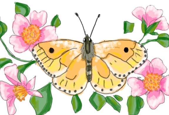 Fly, fly butterfly