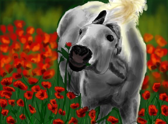 ~~~...In camp de maci..~~~