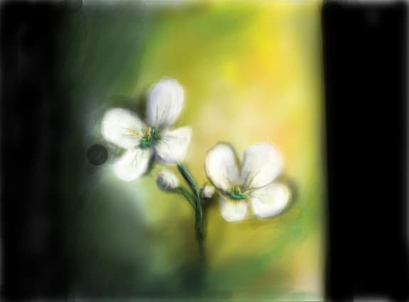 Flori pentru Selinadie , antalys_ali, razana , gabi_r si aliosa.