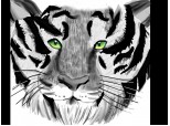 Tiger white