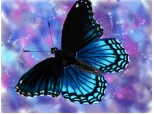 morpho butterfly