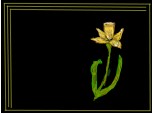 floare de narcisa