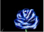 un trandafir albastru