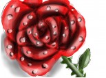 trandafir de la moldova