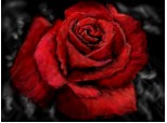 A rose..
