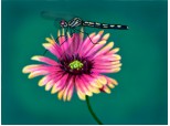 Dragonfly and Flower