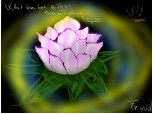 floarede lotus