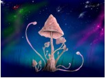 Mushroom-tree