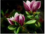 ...parfum de magnolii...(monolog)