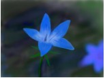 floare albastra