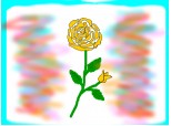 trandafirul GALBEN cu multipole miresme