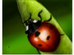 ..ladybug..