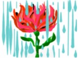 floare in ploaie
