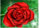 Red Rose...:( Incercare .. zic eu esuata ..:(