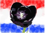 Black Tulip (Dora)