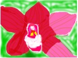 o orhidee