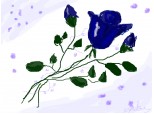 trandafiri albastri