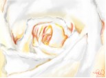 un trandafir alb pt un trandafir alb :))