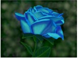 trandafirul albastru
