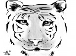 4 Tiger