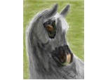 Grey Arabian Horse