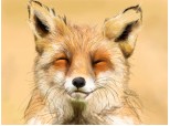 Foxy by azu