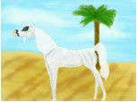 Horse breeds:Arabian
