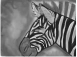 Zebra <3