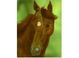 Portrait of a horsie :3