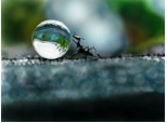 waterdrop ant