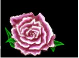 Anutza rose